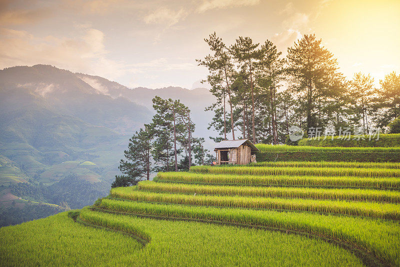 美丽的风景，绿色的稻田准备在越南西北部的梯田日落山在木仓寨，Yen Bai，越南